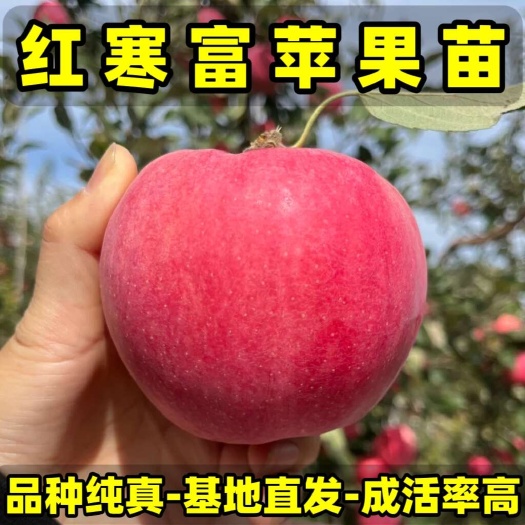 营口正品耐寒红寒富苹果苗 品种纯真 基地现起现发货 成活率高