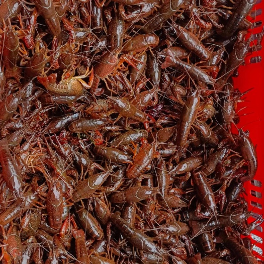 清水龙虾，活水+稻虾共生，肉质清甜弹牙。