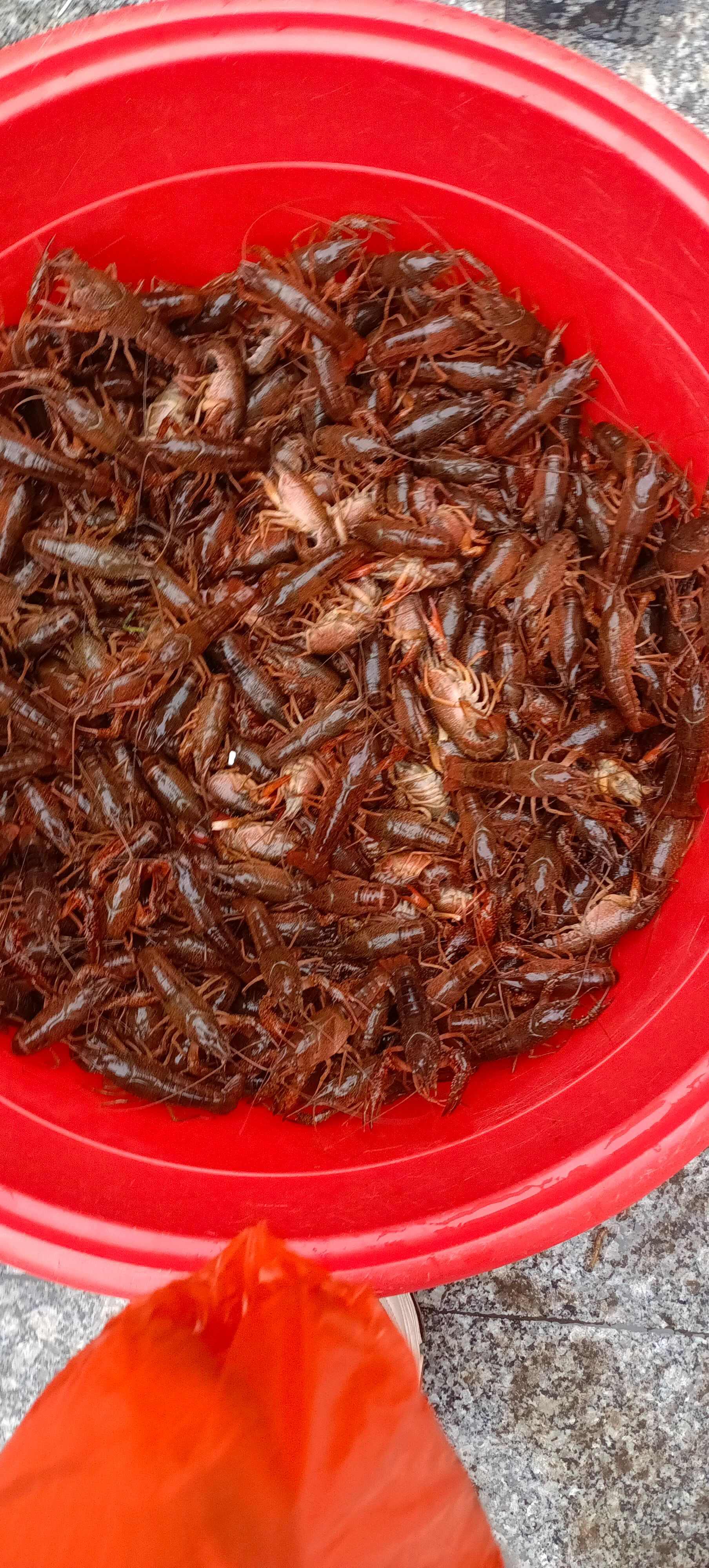 清水龙虾，活水+稻虾共生，肉质清甜弹牙。