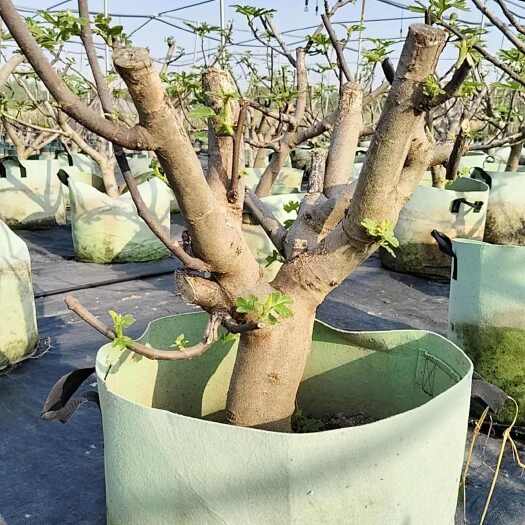 如皋市精品大树型无花果树成年树苗3-5年