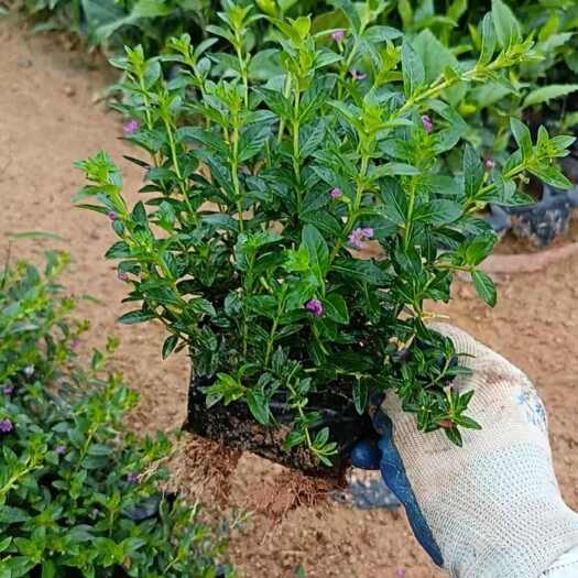 漳州满天星