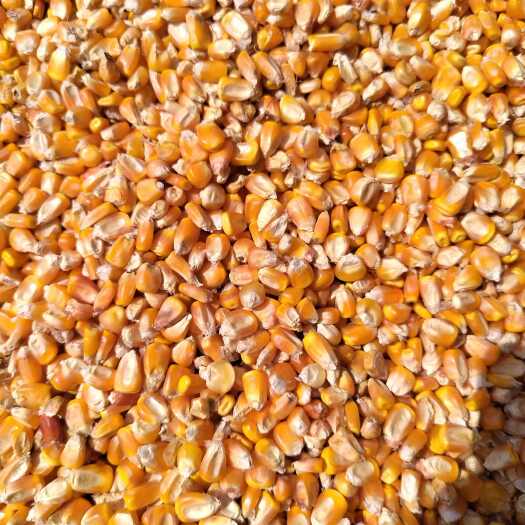 威宁县贵州精品黄玉米13～14个水份，自然风干