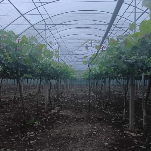 无锡养殖大棚黑白膜 透明塑料薄膜 农业种植大棚管和配件齐全批发