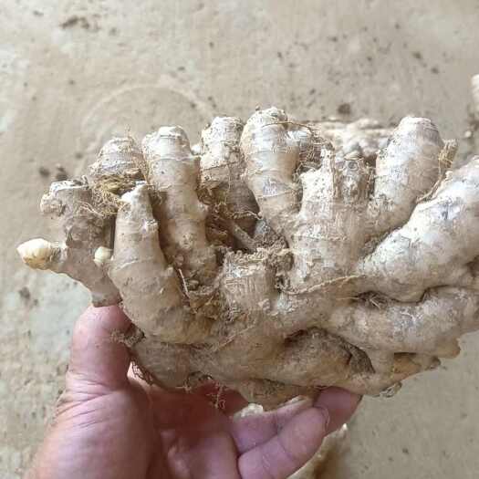 扶绥县小黄姜