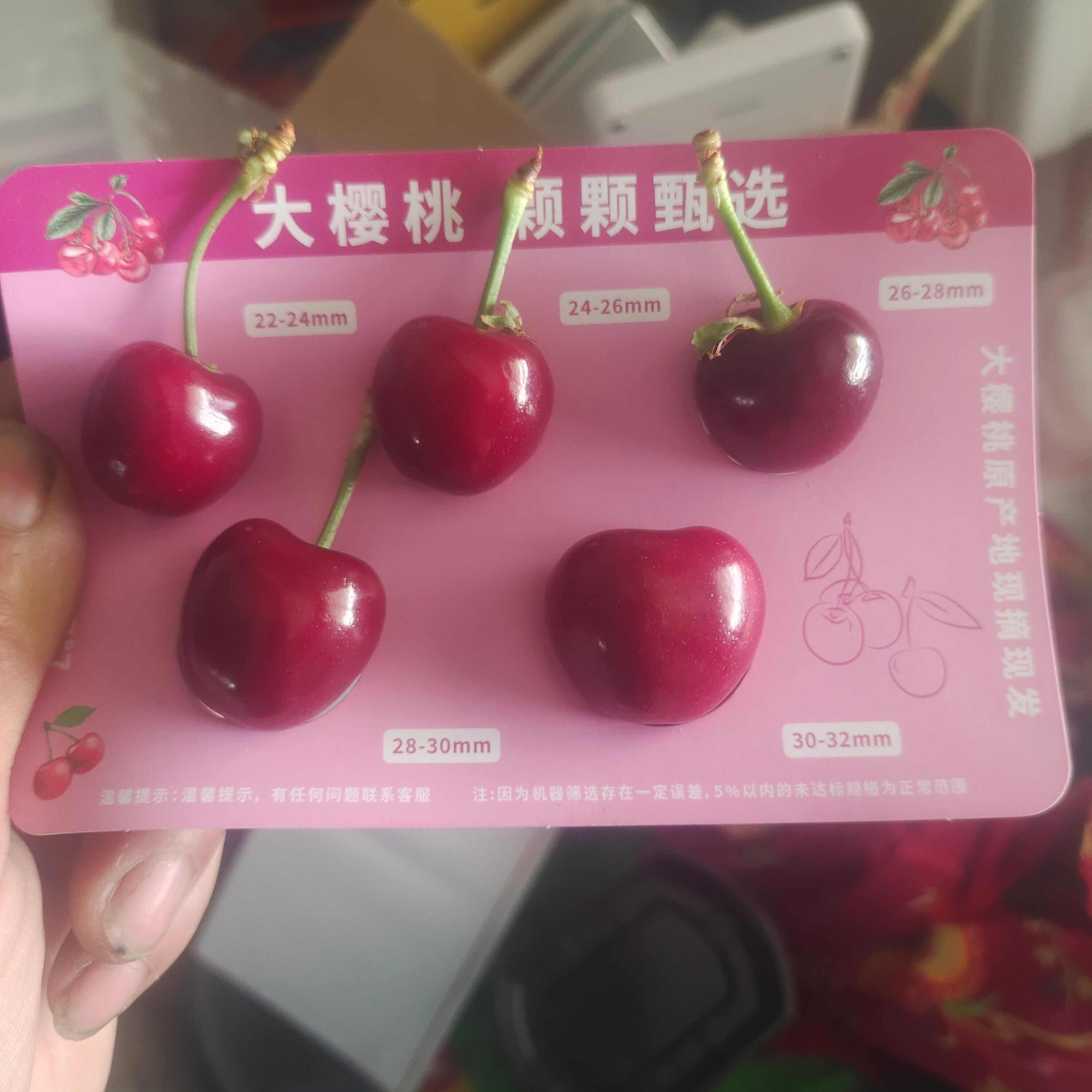 山东大樱桃