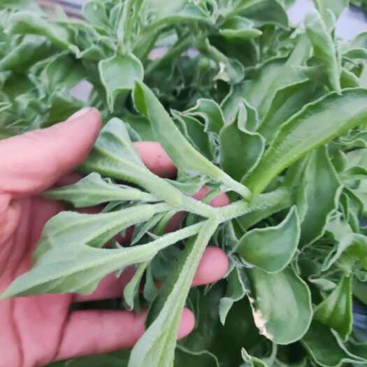 淮北冰草非洲冰草日本冰草