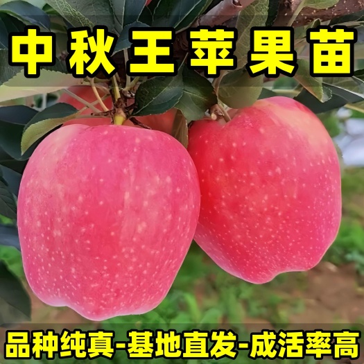 营口耐寒中秋王苹果苗 品种纯真 树苗基地现起现发货 成活率高