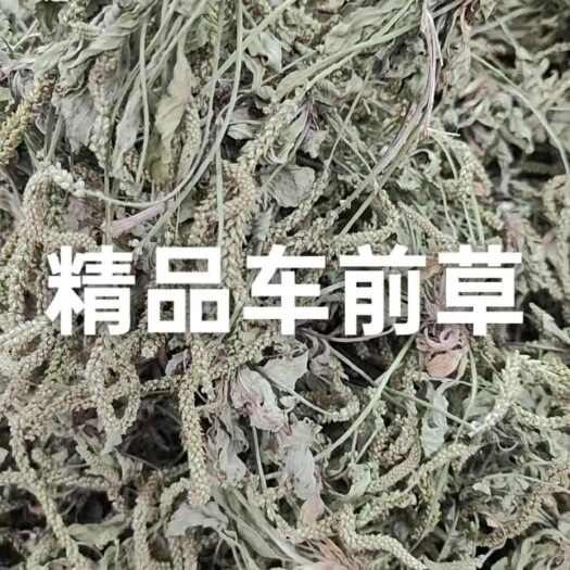 亳州车前草纯量大从优全检货