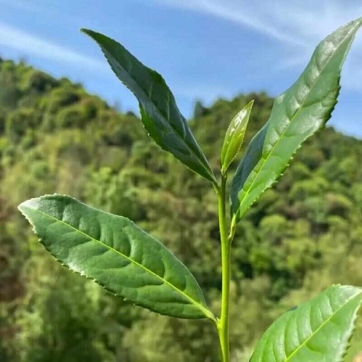 炎陵县高山农家茶野生茶，无化肥农药的原生茶