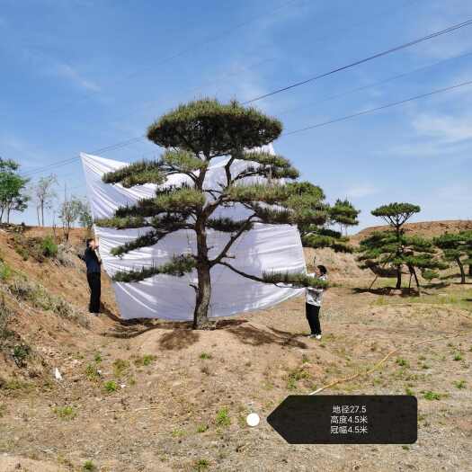 济南20-25公分造型油松