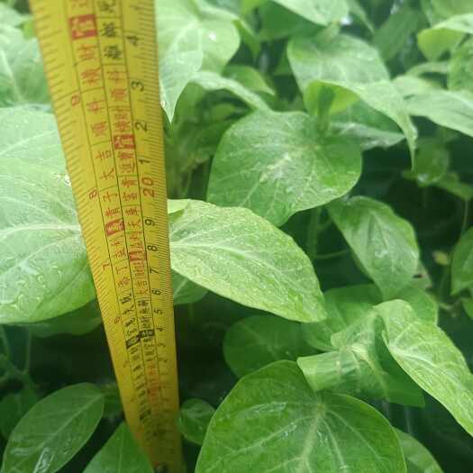 灵山县热情百香果苗