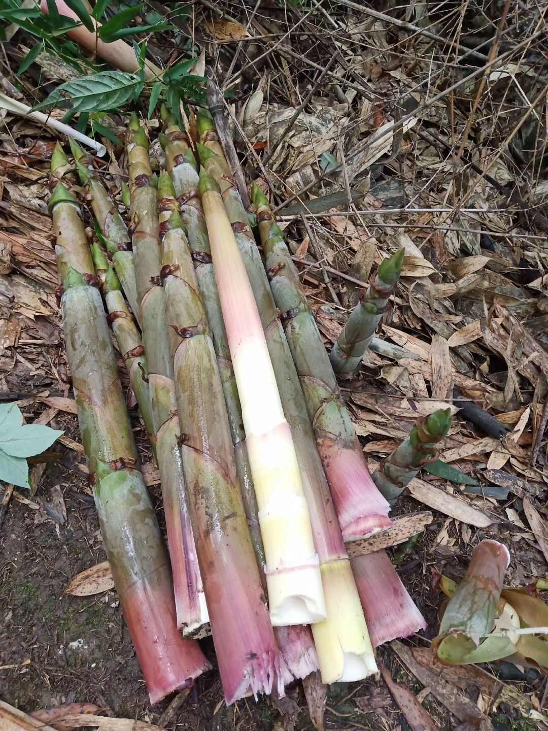 斑竹笋各种笋都有