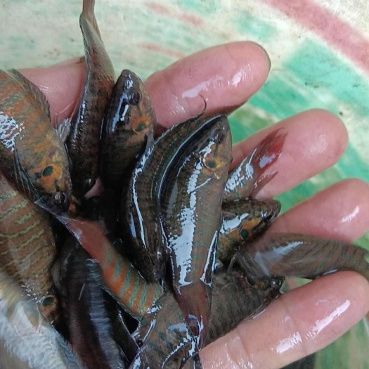 桂林斗鱼