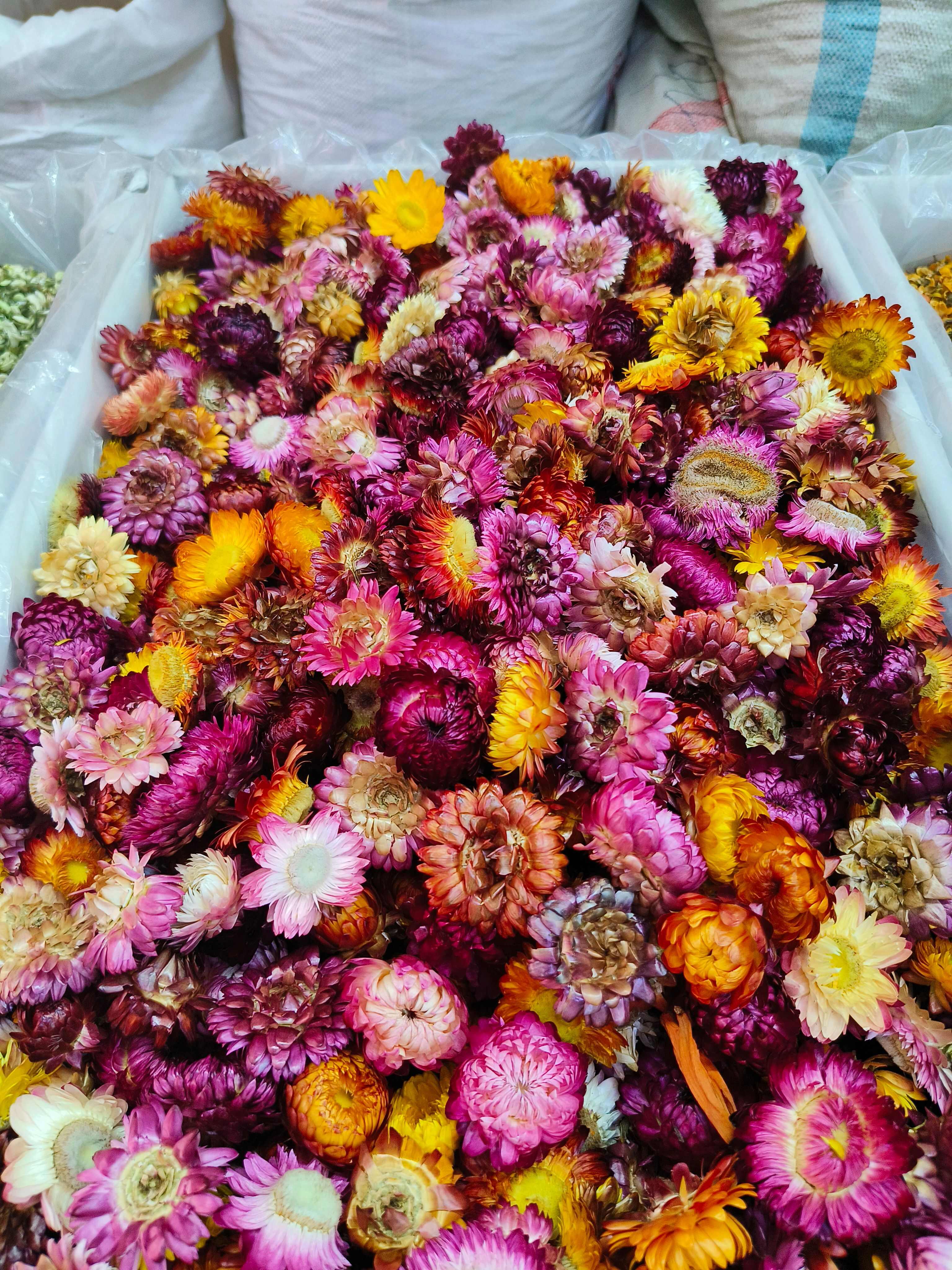 七彩菊  散装花