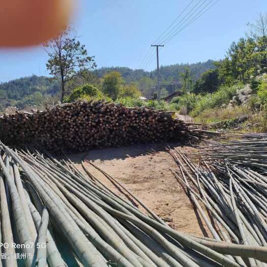 建宁县福建三明毛竹苗 建宁优质竹类植物批发