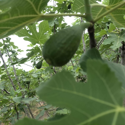 德清县芭劳奈无花果树苗