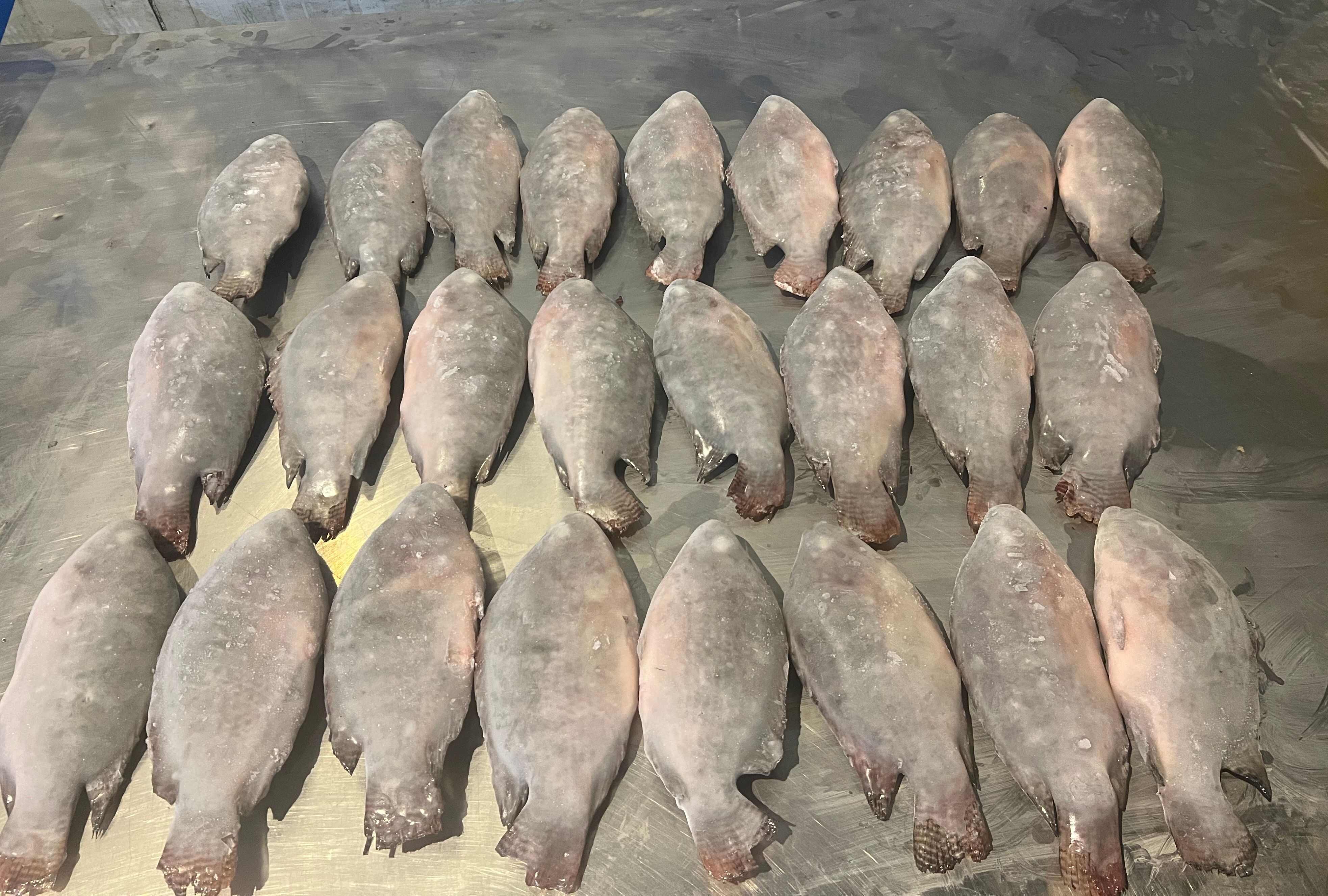 厂家直供#罗非鱼 #罗非鱼片 好鱼好价，欢迎咨询合作