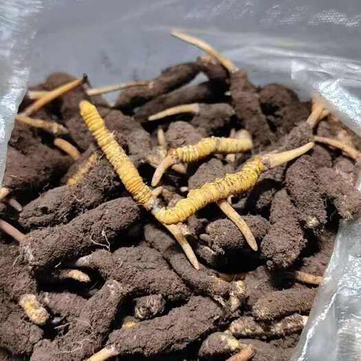 西宁2025年新鲜虫草
