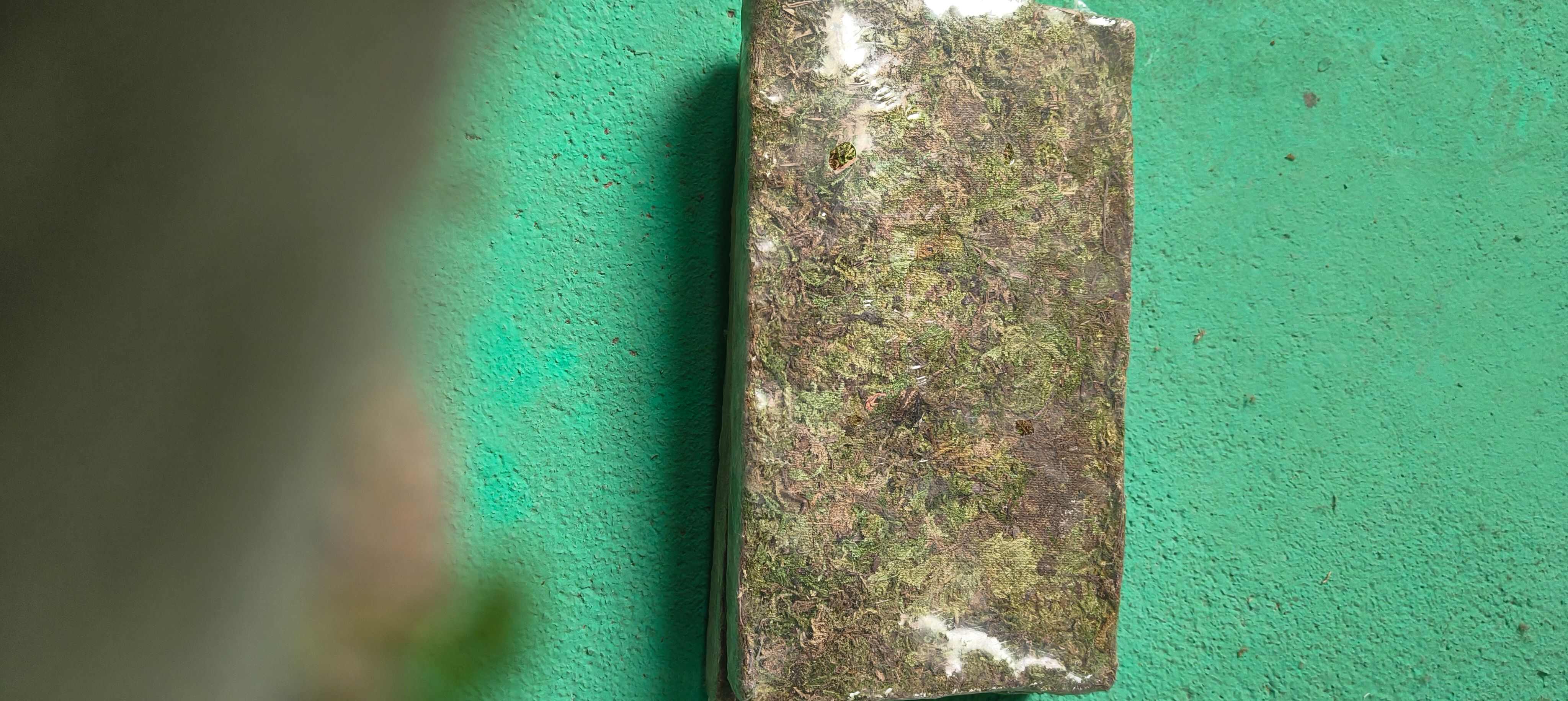 平塘县水苔，青苔