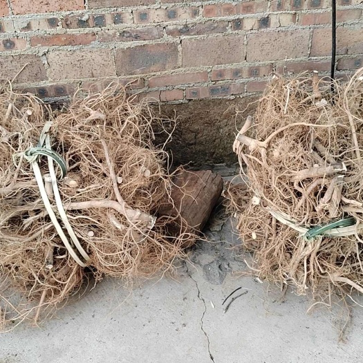广西贺州白花牛奶根，鲜货