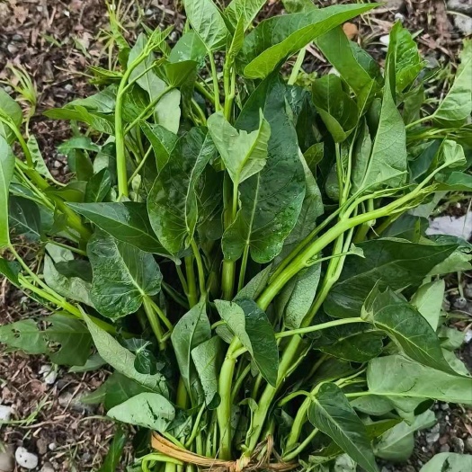 大金叶空心菜