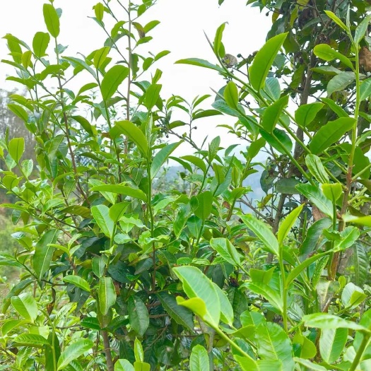 云县绿茶云雾茶 散装食用农产品 恒温保存 001