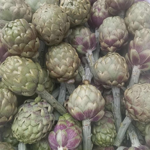 陆良县洋蓟主要食用部分为花苞的肥嫩苞片，可煮、炒、炸、生食。