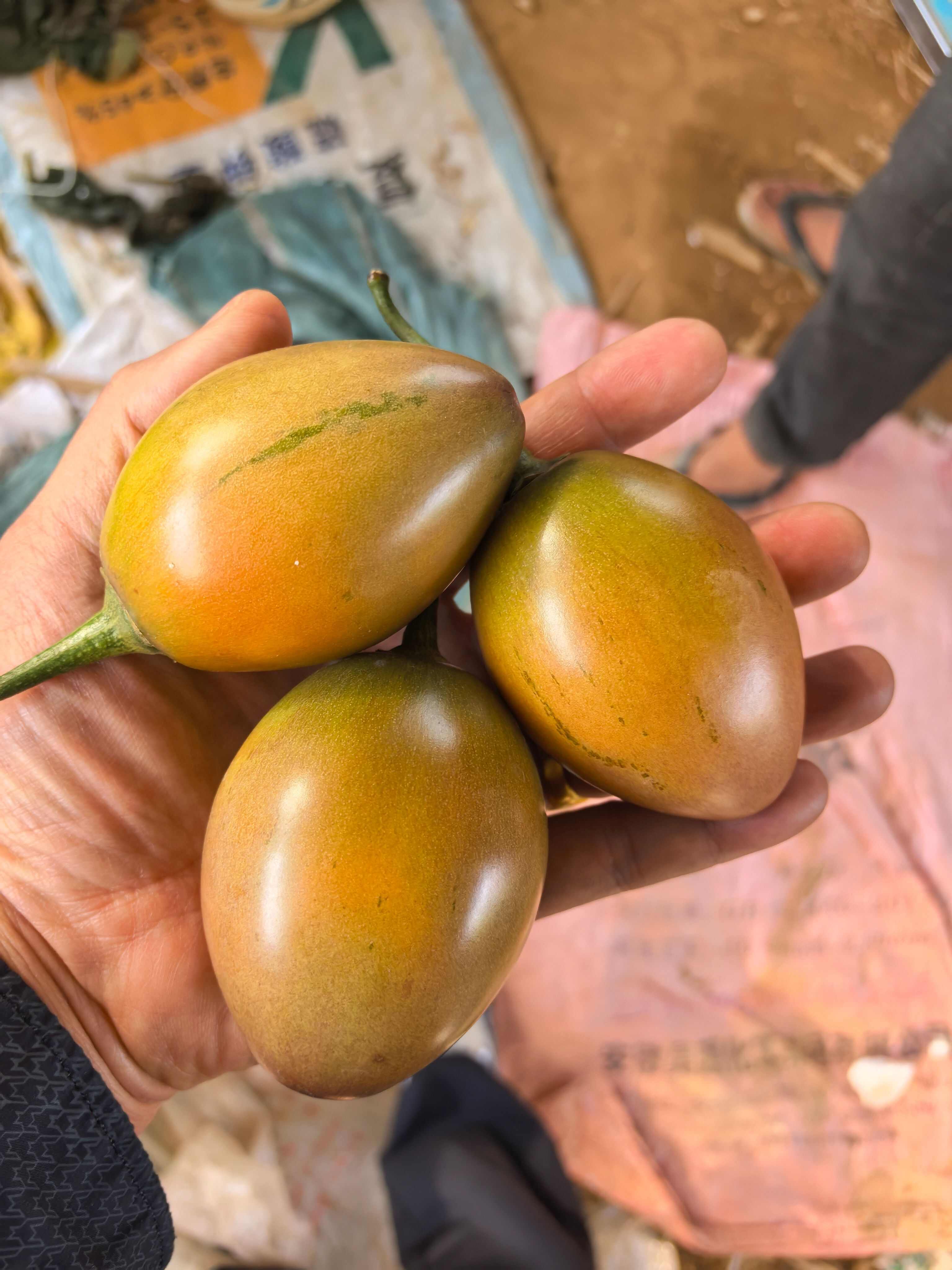 昆明树番茄