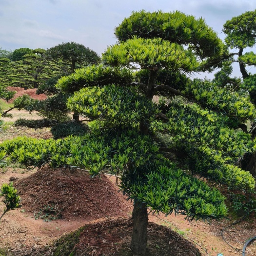 长沙县追剧型罗汉松