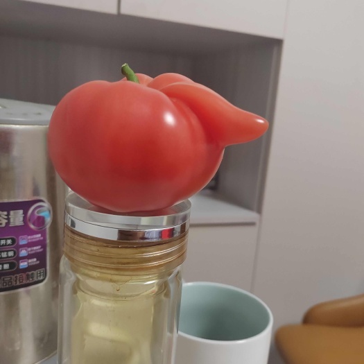莲湖普罗旺斯水果西红柿