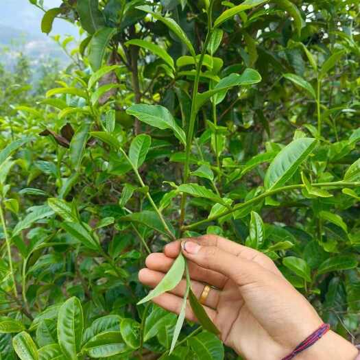 云南临沧云县绿茶云雾茶 袋装新鲜茶叶 产地直发