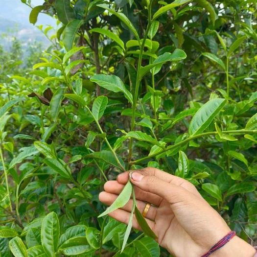 云县云南临沧云县绿茶云雾茶 袋装新鲜茶叶 产地直发