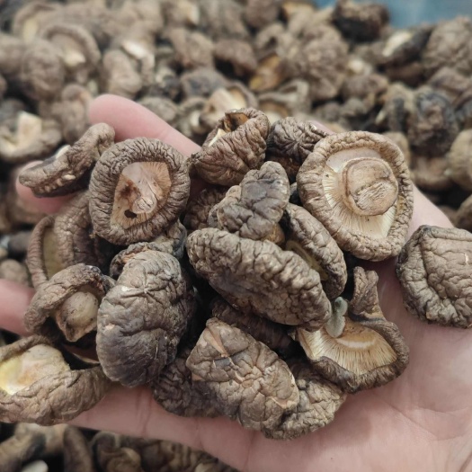 鲁山县金钱菇干货批发河南小香菇干货批发黑面菇批发电商展销会一件代发