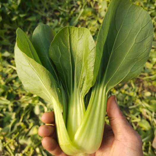 小青菜