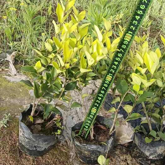 郴州全国发货 基地直销 金森女贞小苗