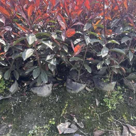 成都绿化工程用苗