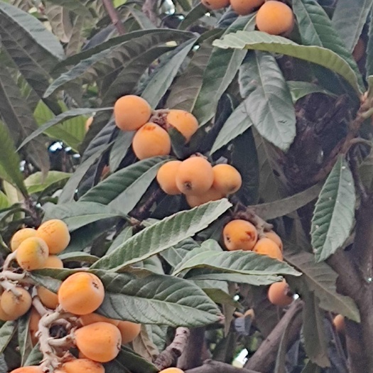普格县大凉山大五星枇杷
