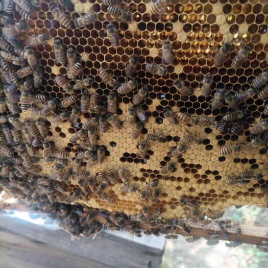 重庆市中华蜜蜂
