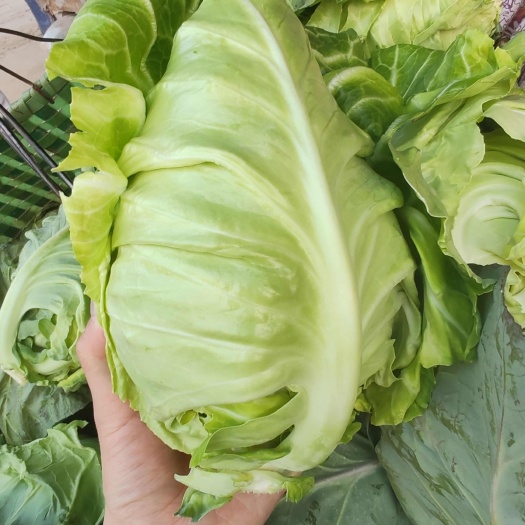 枝江市湖北牛心包，牛心甘蓝，尖包大量有货，产地一手货源