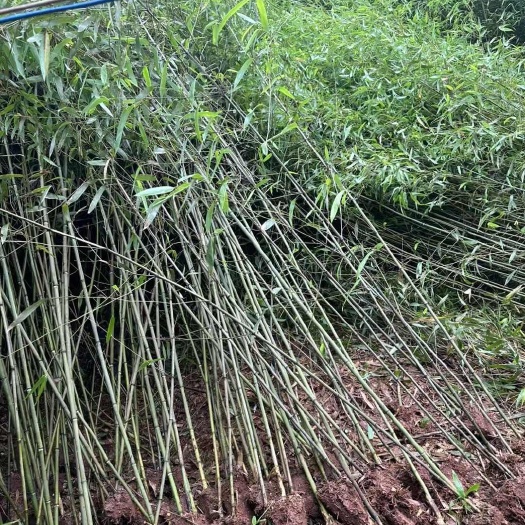 刚竹  湖南小刚竹早园竹