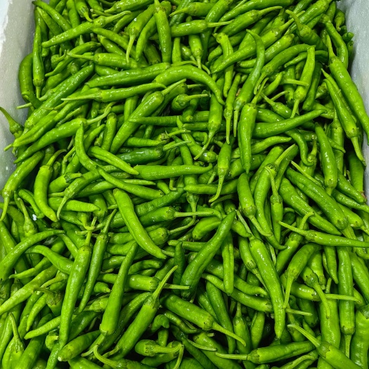 广州樟树港辣椒，新苗，300亩自有基地