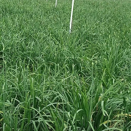 韭菜花，韭菜苔批发