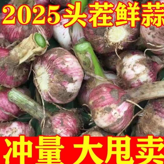 新沂市红皮蒜