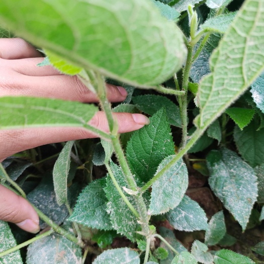 灵山县大量五指毛桃杯苗牙苗