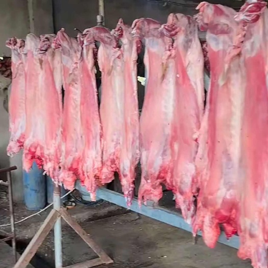 商丘豫东本地山羊，净肉，羊腔都有