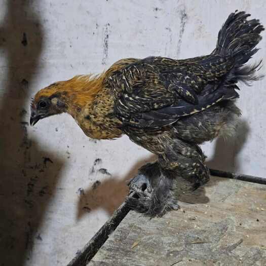 昆明原种无量山大毛脚7到8两 疫苗齐全