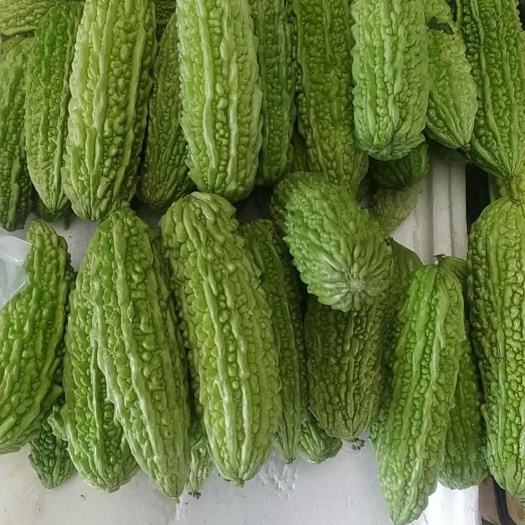 厦门山东寿光苦瓜，新鲜采摘发货，欢迎老板选购