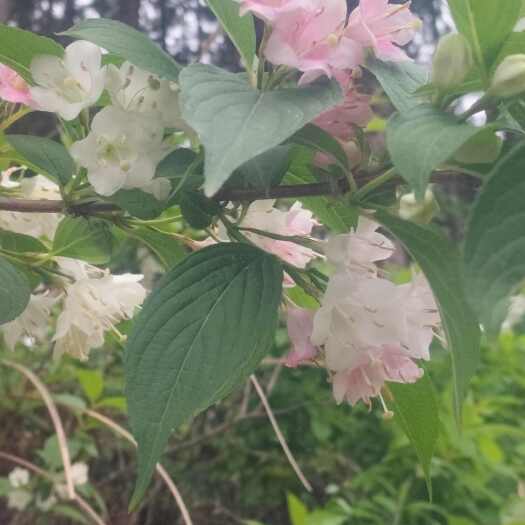 奉节五彩锦带 苗木