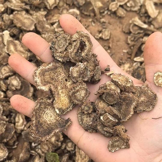 昆明云南木香精品（包过检，量大议价）