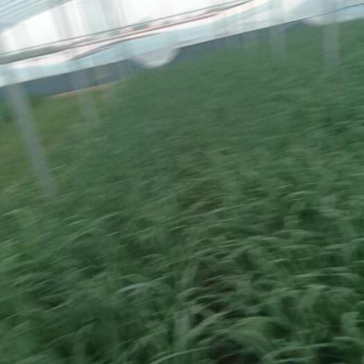 新泰市小香葱
